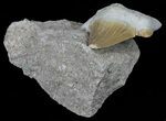 Otodus Shark Tooth Fossil In Rock - Eocene #60204-2